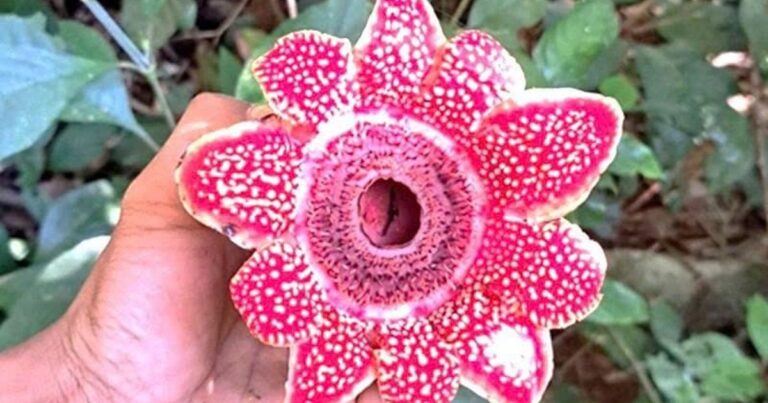 Phát hiện loài hoa quý hiếm Địa nhãn Himalaya trong rừng Phong Nha – Kẻ Bàng