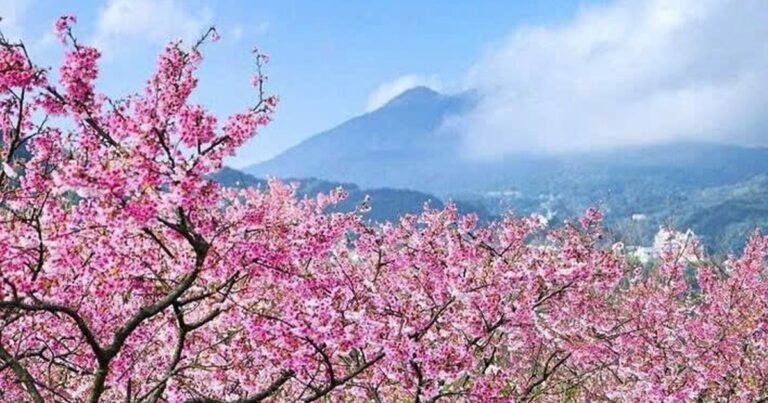 Du lịch Đài Loan mùa hoa anh đào: Sắc hồng lãng mạn say đắm lòng người