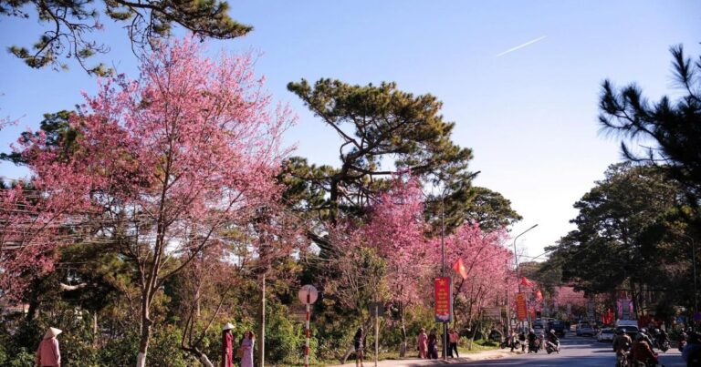 Đà Lạt mùa Tết: Khi phố núi chậm lại dưới tán mai anh đào